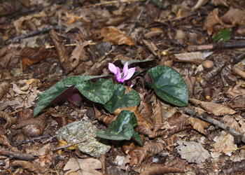 Alpen-Zyklame (Cyclamen purpurascens) - © Emanuel Trummer